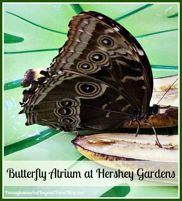 Pennsylvania & Beyond Travel Blog The Butterfly Atrium at Hershey Gardens