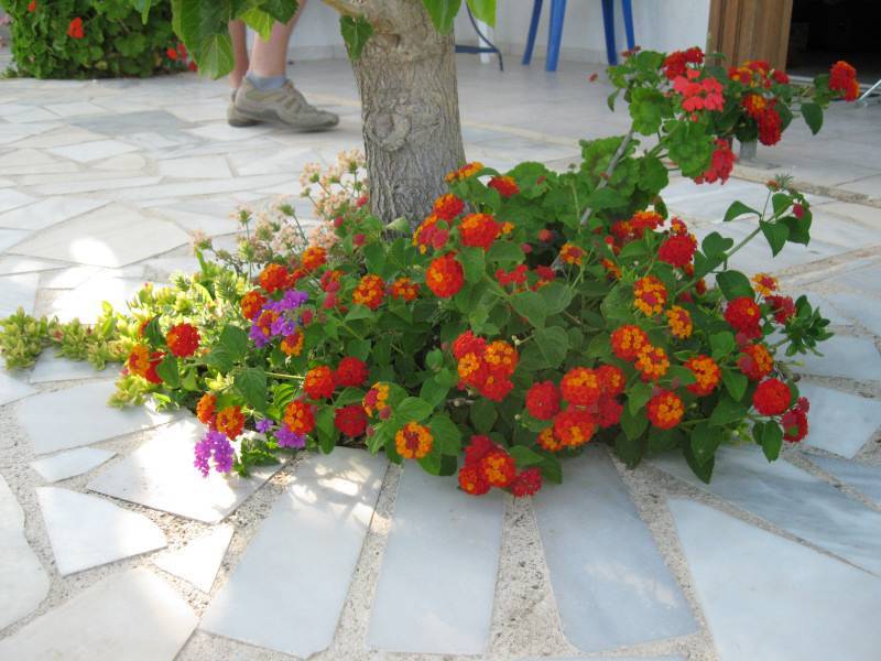 puteri manja: Bunga Tahi Ayam