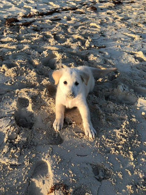 Since everyone loved Tofu so much I figured I'd post another one from our beach day Since everyone loved Tofu so much I figured I'd post another one from our beach day