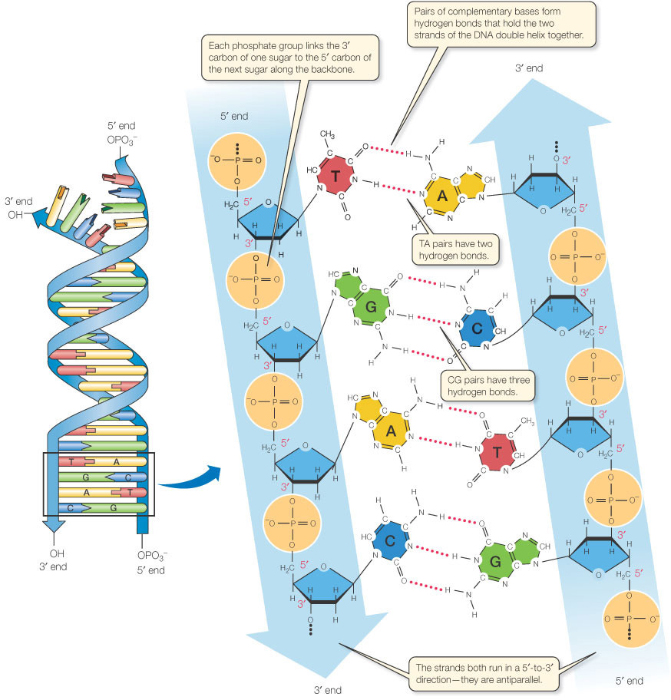 What is Complementary Bases in DNA complimentary dna base diagram 