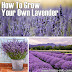 How To Grow Your Own Lavender