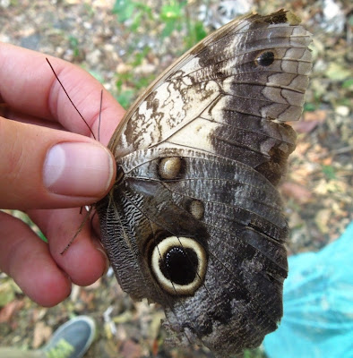 la mariposa butterfly