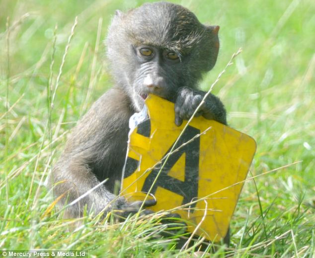 baboon rc car