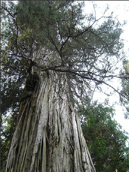 Top 5 world s longest living trees entertainment