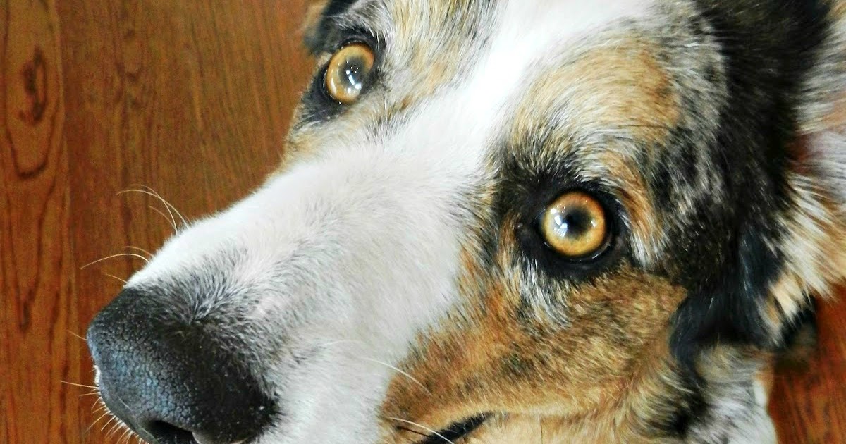 Does The Eukanuba Factory In England Make Other Dog Foods Does The Eukanuba Factory In England Make Other Dog Foods