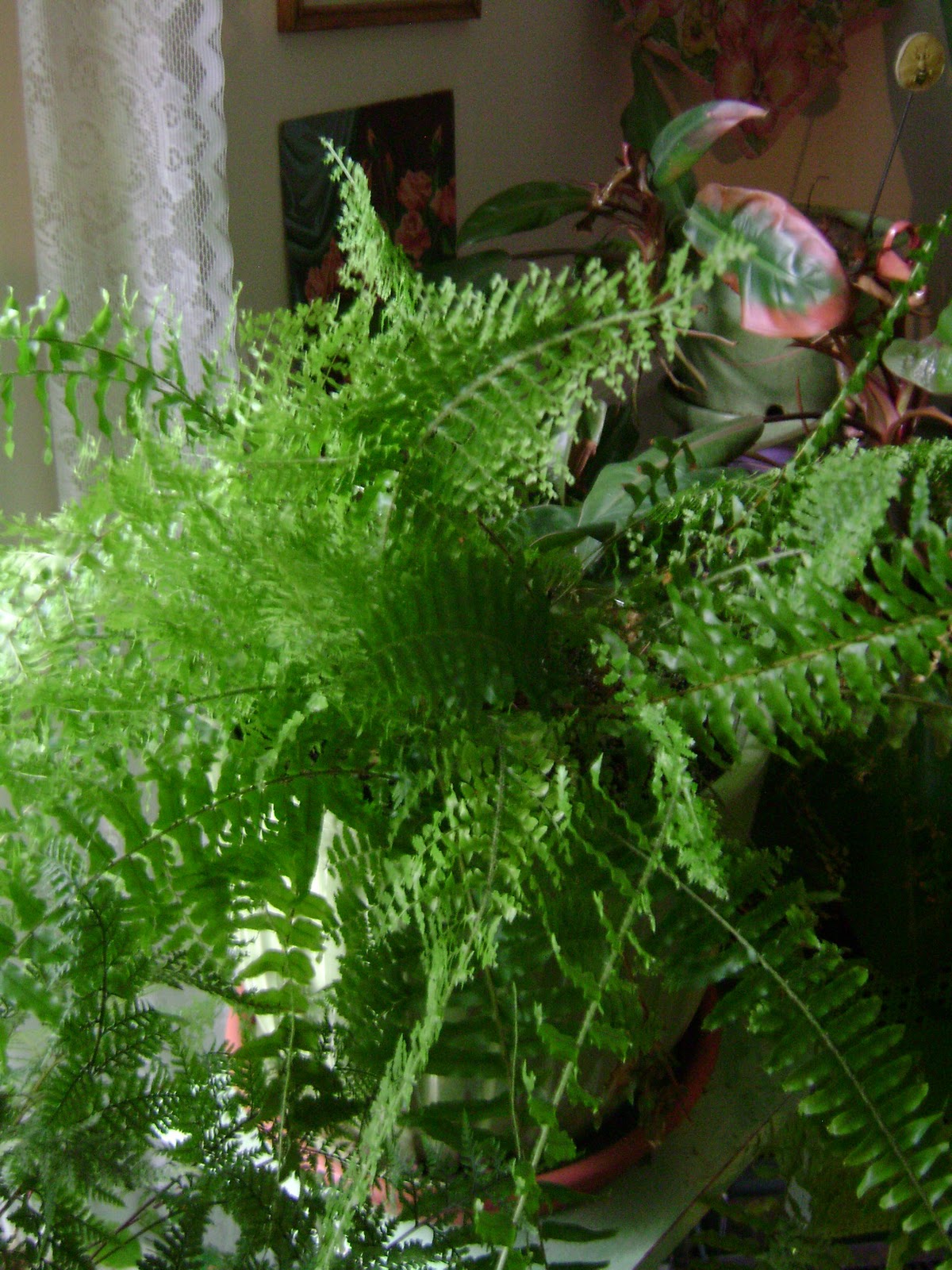 Houseplant Guru Pets and Our Plants