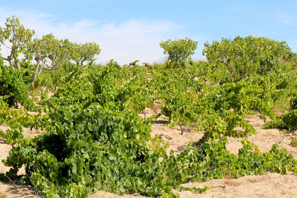 vineyard portugal