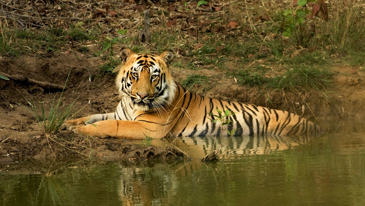 Jungle Safari in India – Book Wild Safari in India