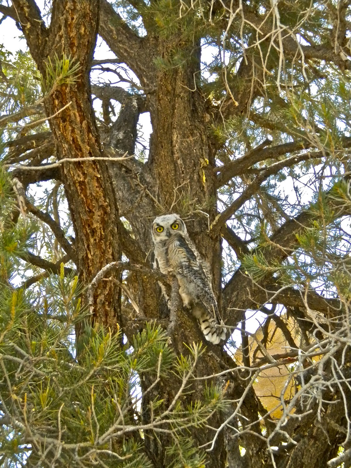 Mary Moser's Blog A Owl in Joshua Tree National Park