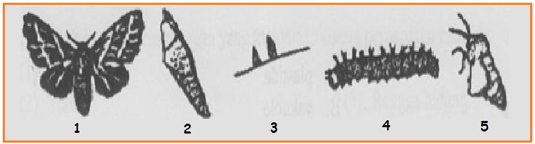 d Shinoda (Didik) SOAL UN 2011