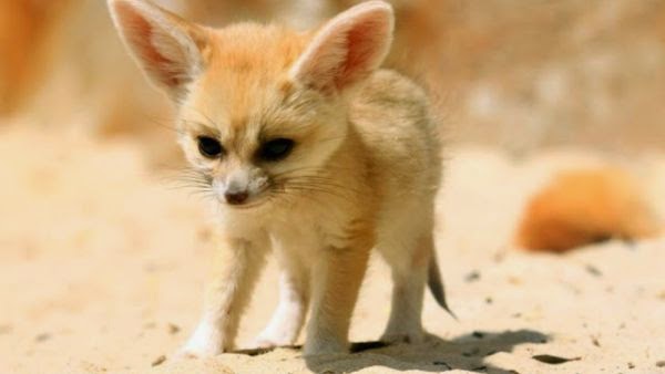 Rubah Fennec