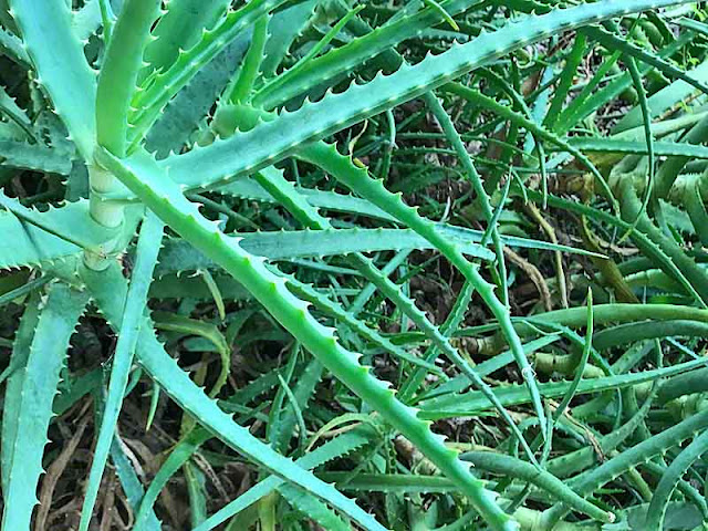 Aloe,plant, outdoors,natural, medicine,Okinawa