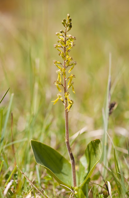 Common Twayblade - The Burren, Ireland Common Twayblade - The Burren, Ireland