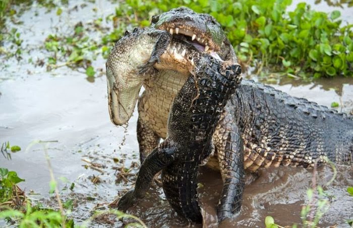 Wonderful photos The Alligator Eats Alligator