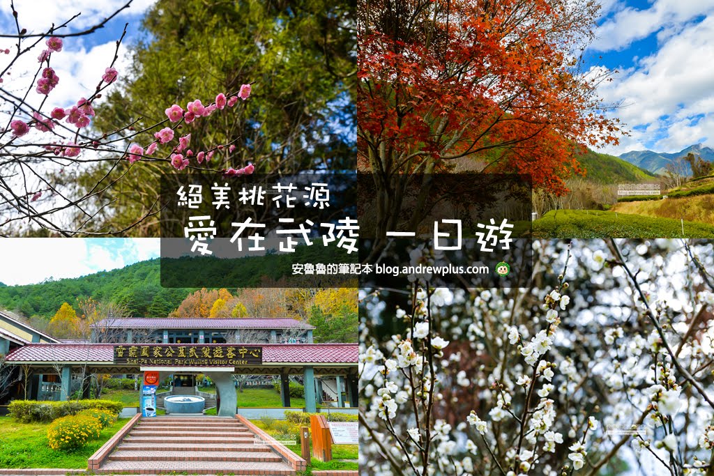武陵農場一日遊,武陵農場賞花賞梅賞櫻,賞櫻花景點