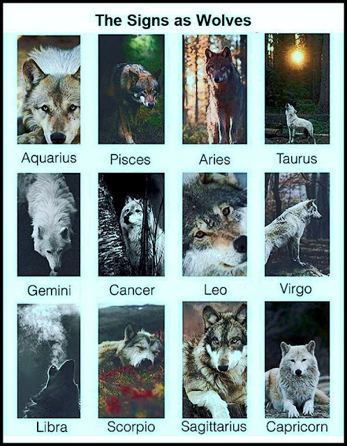 The Signs as Wolves #Wolves #Zodiac #Funny