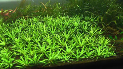 Pogostemon Helferi Pogostemon Helferi