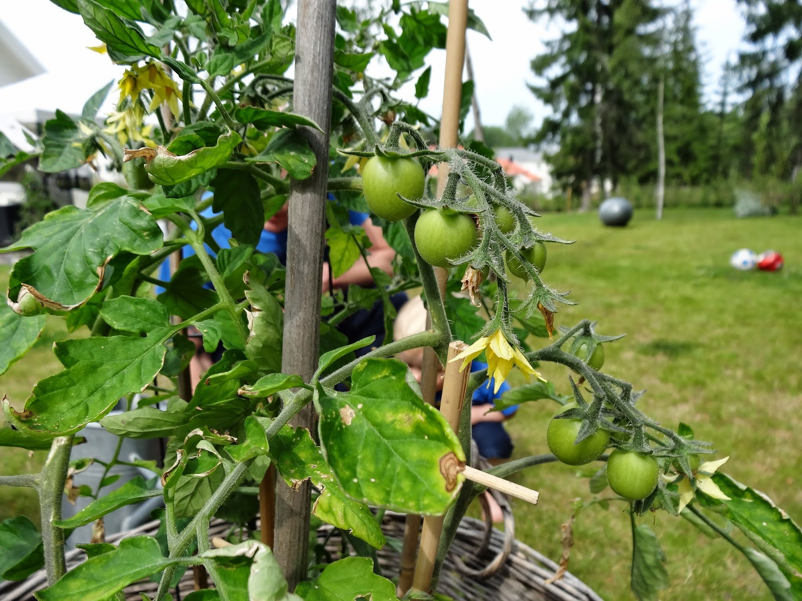 Dagens+sk%C3%B6rd+(5) - Dagens skörd