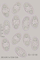 Pachyella pseudosuccosa 
