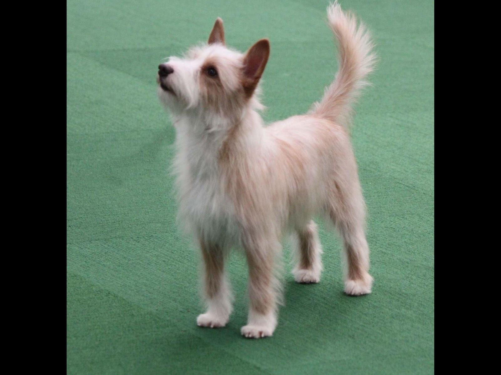 Portuguese Podengo Dog Breed Information Vetstreet - portuguese podengo pequeno
