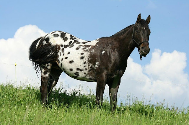 The beautiful Appaloosa horses | American horse breed The beautiful Appaloosa horses | American horse breed