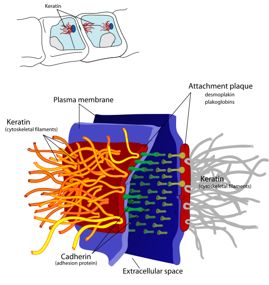 Adhérence cellulaire Bio Tech Lib