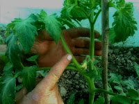 varf tulpina tomate varvuri plante tomate