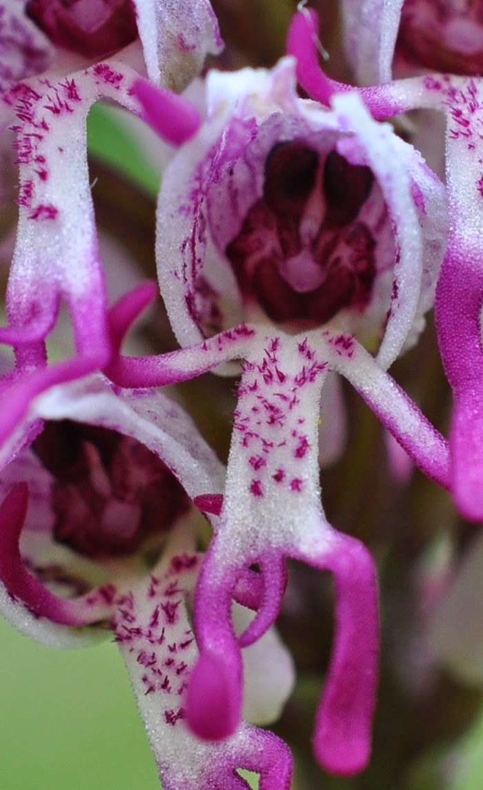 irchis singe orchis singe