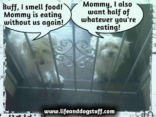 dogs begging for food dogs begging for food