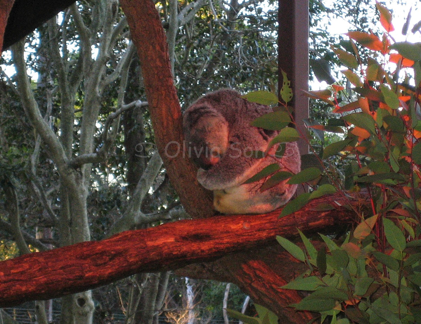 Koala Taronga Zoo, Sydney, Australie