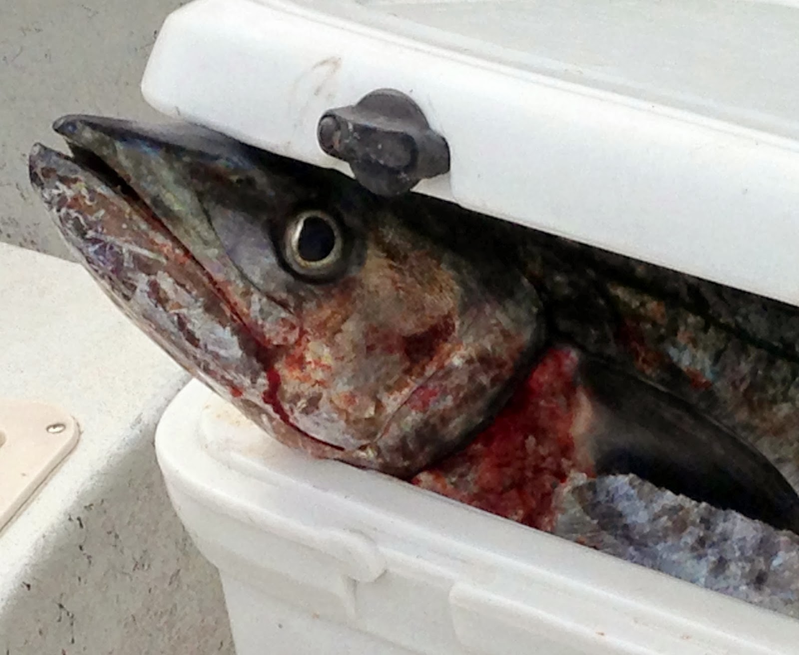 Top Water Charters Fishing Reports and News Beaufort