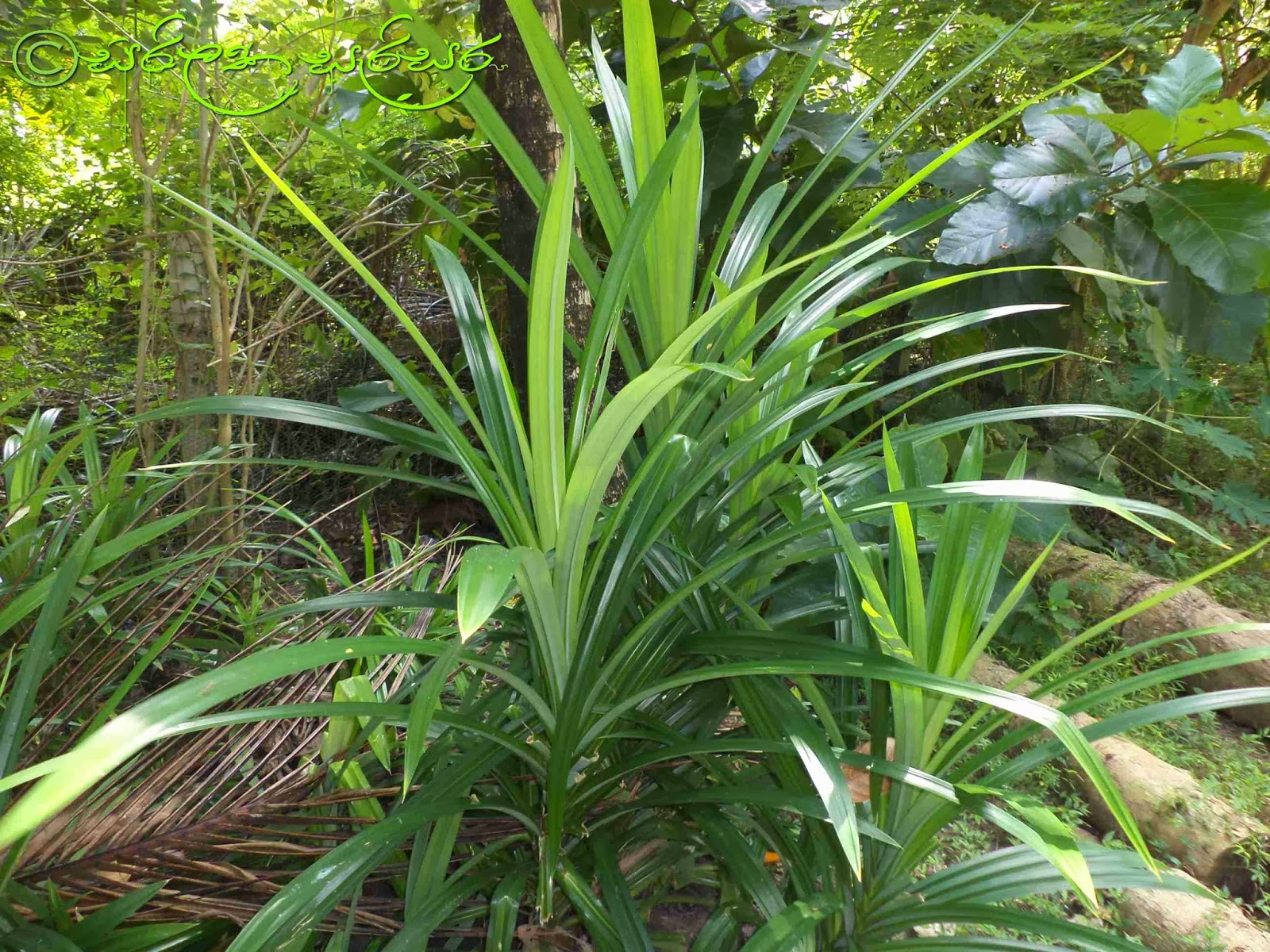 Trees and Plants of Sri Lanka: රම්පා - Rampa - Rampe - Pandanus ...