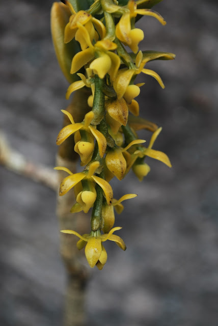 Epidendrum ulei Epidendrum ulei
