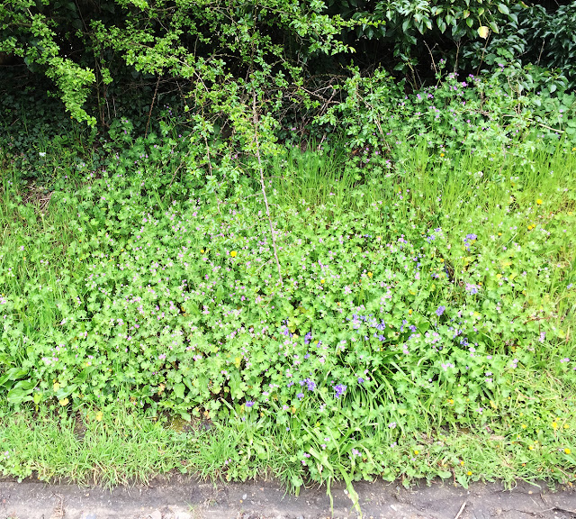 Dove's-foot Crane's-bill, Geranium molle. West Common Road, Hayes, 2 May 2016. Dove's-foot Crane's-bill, Geranium molle. West Common Road, Hayes, 2 May 2016.