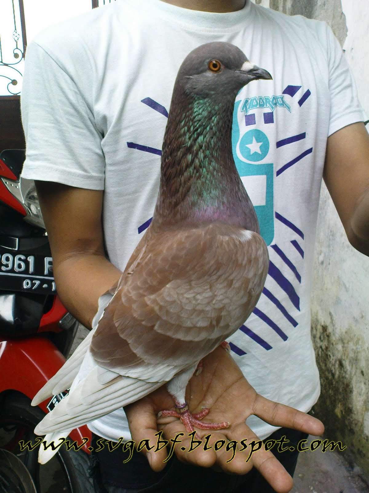Merpati Balap SvGA Bird Farm: April 2011