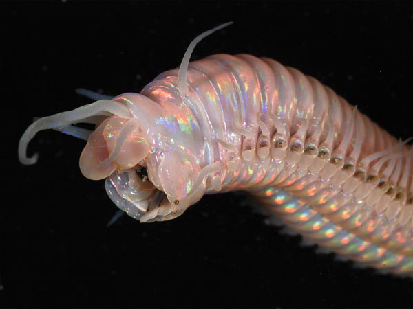 Strange Deep Sea Creatures Found Off New Zealand Volcanoes ... Strange Deep Sea Creatures Found Off New Zealand Volcanoes ...