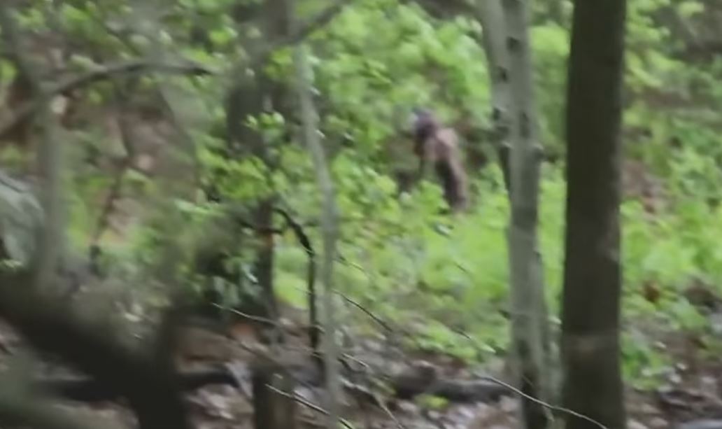 необычные существа в лесу. существо найденное в лесу. аномальные существа в лесу. существо найденное в лесу. существо найденное в лесу.