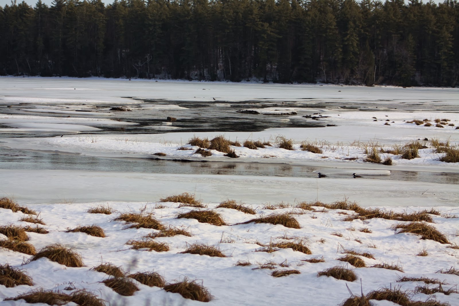 Hooded Mergansers Sticky River Basin Sebago Lake, Maine