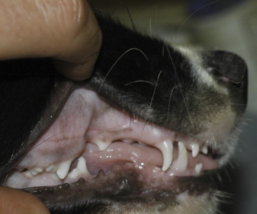 puppy teething age puppy teething age