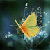 Butterfly Desktop wallpapers free Love