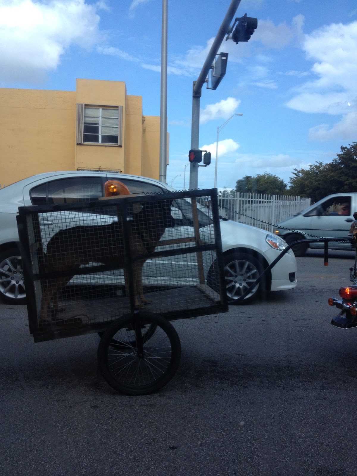 Sweet Home Hialeah Traveling with Pets in Hialeah