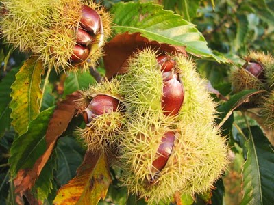 Padang Jawa Masih Ku Ingat Dulu Lain Sekarang Pokok Berangan Jenis Ini Telah Lama Pupus Di Kampung Pokok Berangan