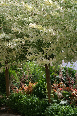 Harlekinweide 'Hakuro Nishiki'