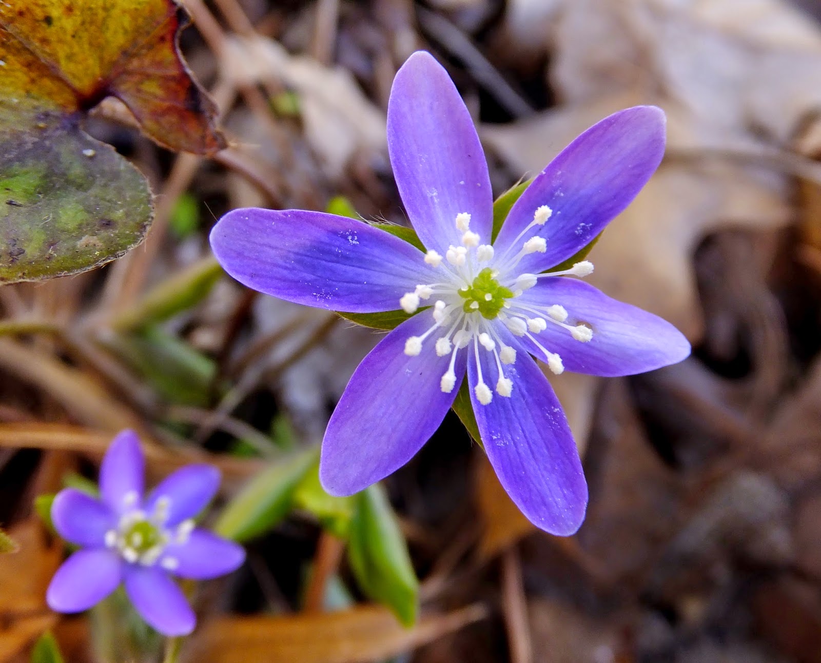 Plants Amaze Me Spring Wildflowers in Southwest Michigan
