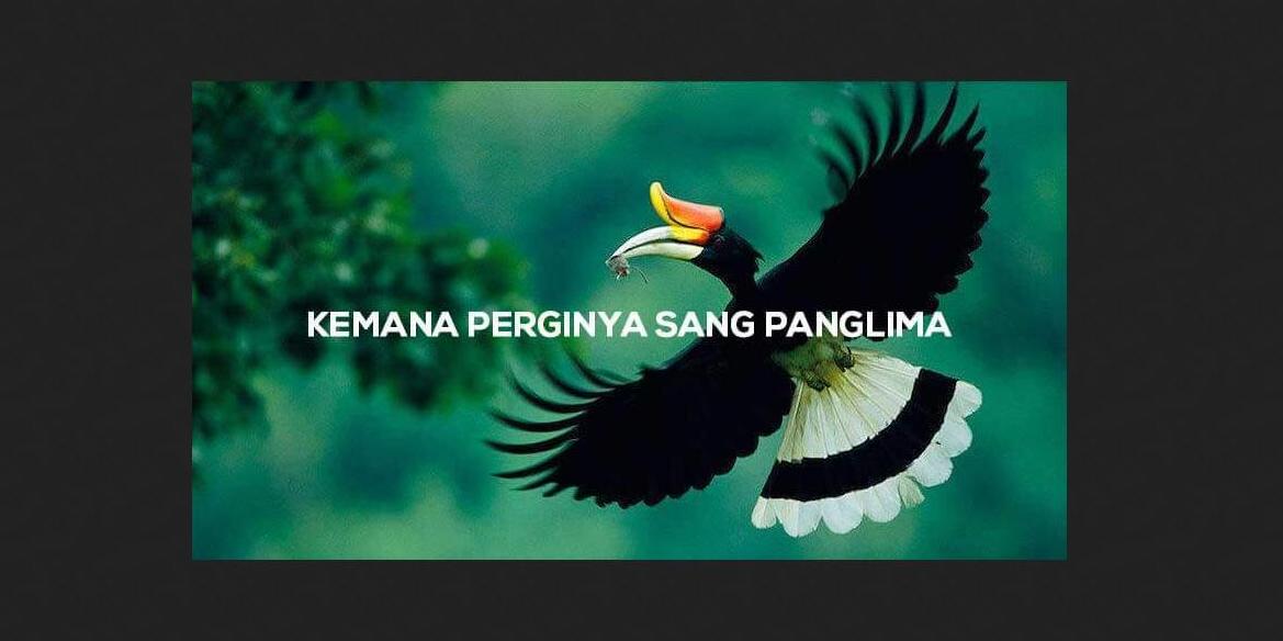 Burung Enggang Atau Rangkong Yang Merupakan Burung Langka Dan Yang