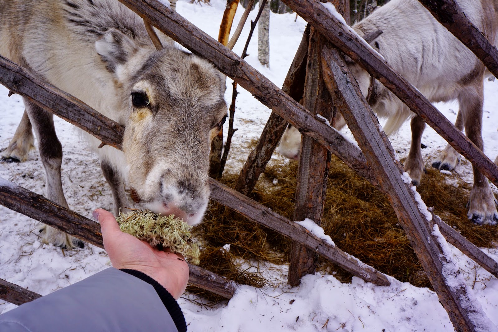 feeding reindeer lichen