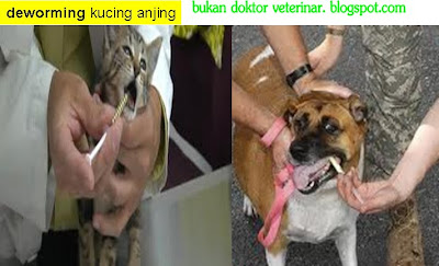 Bukan doktor veterinar: Deticking, Deworming, Maggot Wound