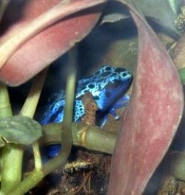 Poison Dart Frog Photo by Sylvestermouse
