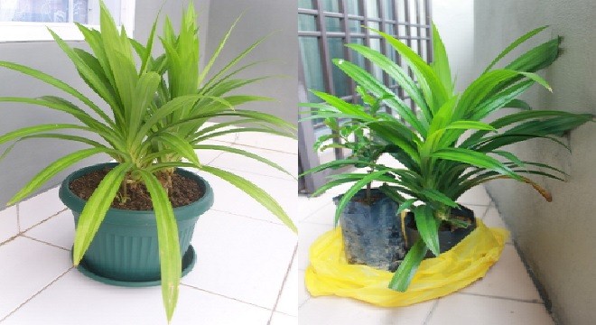 Menanam Daun Pandan Di Pekarangan Rumah