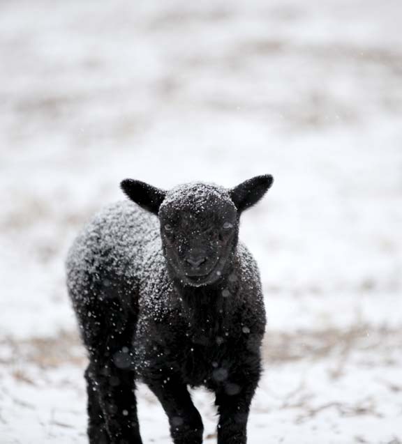 newborn black lamb
